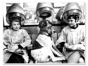 2 Damen mit Hund in der Mitte - alle 3 mit Lockenwickler unter Friseurhauben.